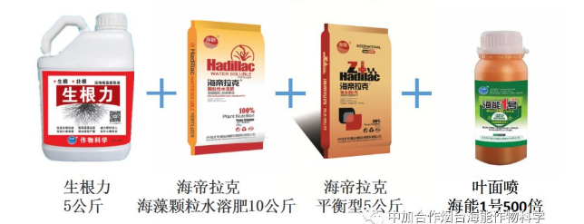 麻豆视频免费版生物高品質葡萄全程“傻瓜式”施肥方案